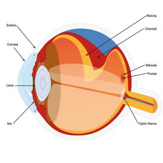 Graphic of eye structure Eye-Cross Section